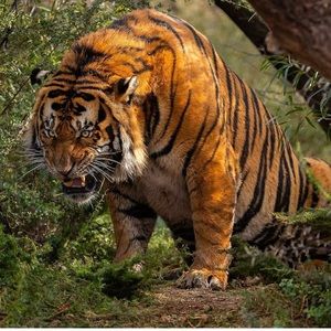 Meet your Posher, Gabriel